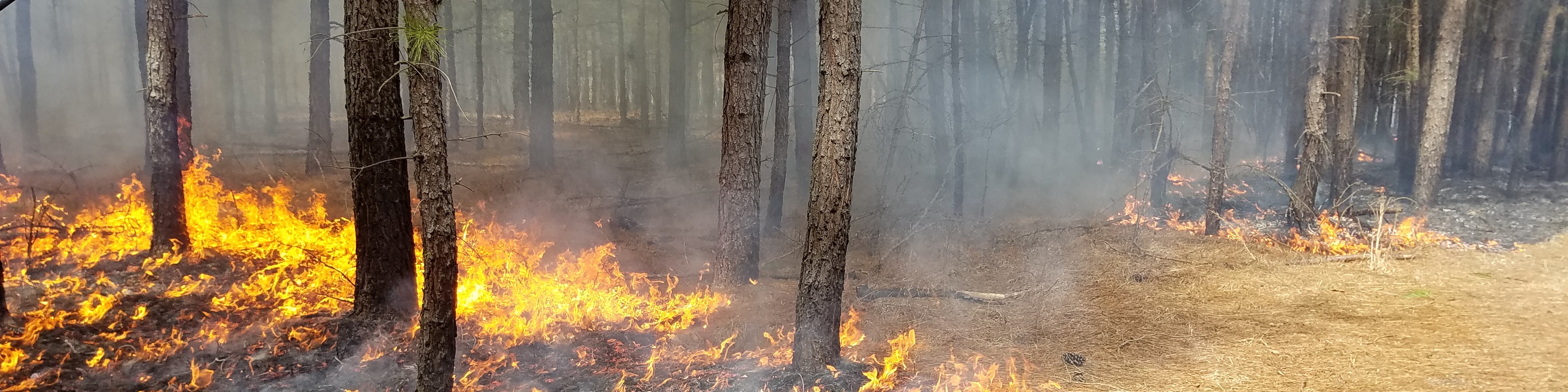 This one is actually a prescribed burn, not wildfire, but that's ok.