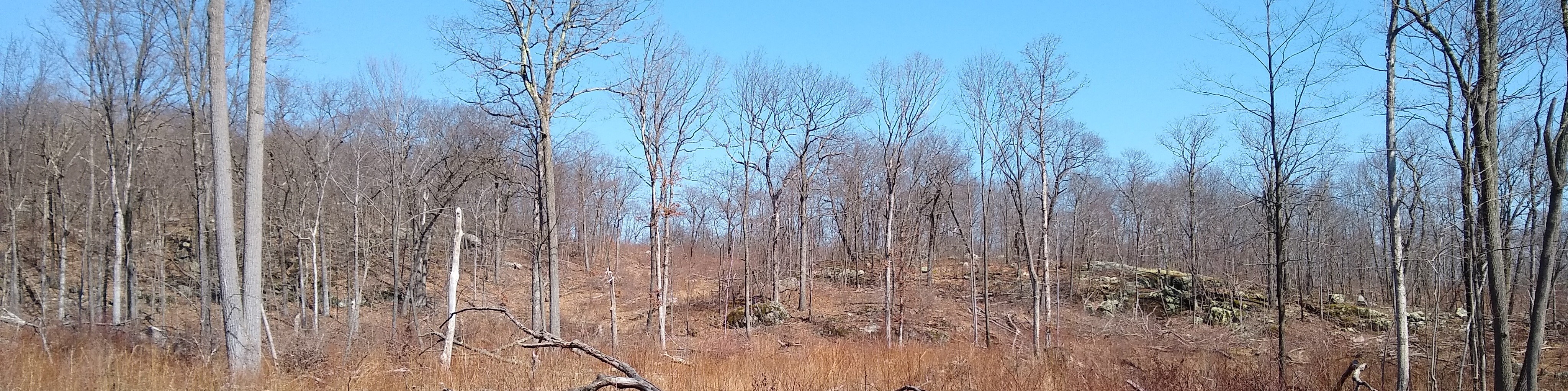 A well-done regeneration treatment at Sparta Mountain WMA