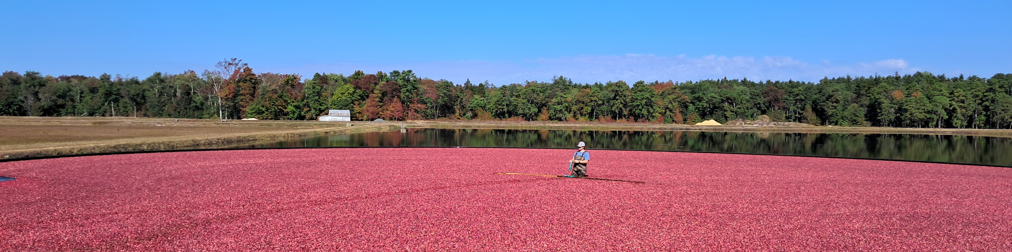 Pinelands cranberry harvest