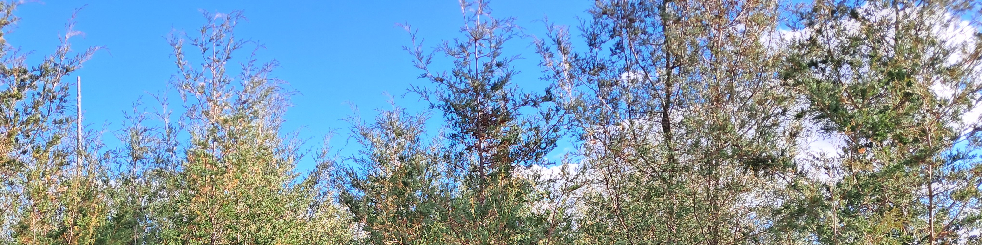 The tops of some Atlantic white cedars 10 years after a regeneration clearcut.