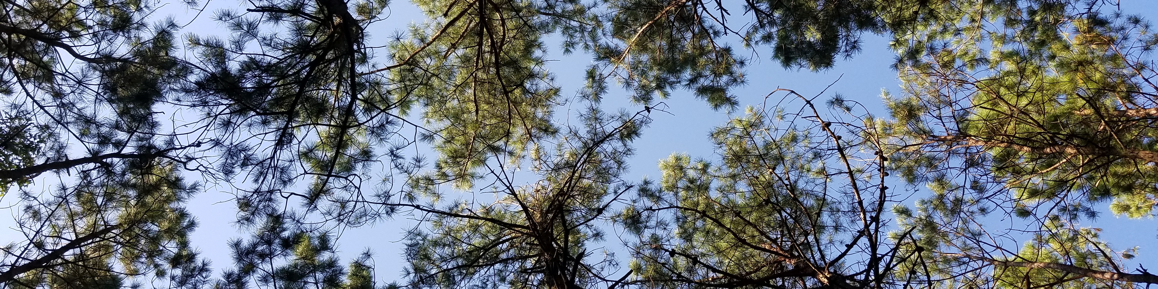From the white bridge in Double Trouble State Park