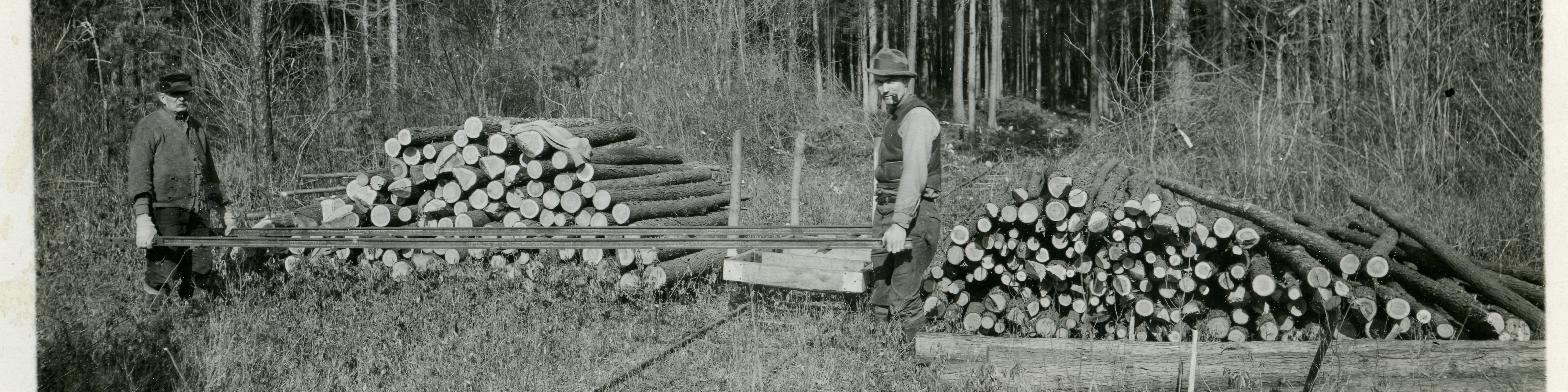 Historic Atlantic white cedar harvesting