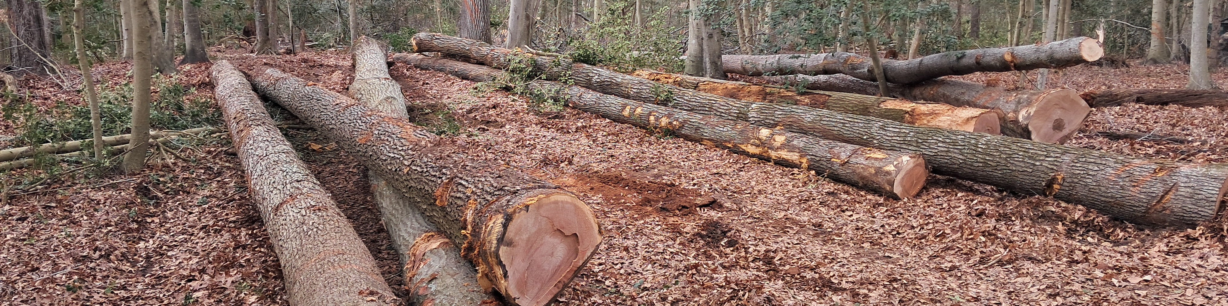 Some nice sawlogs