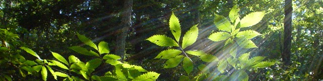 An American Chestnut